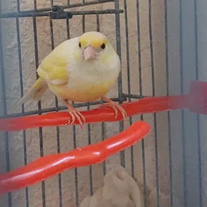 كناري انثى