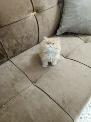 ذكر عمر شهرين للبيع