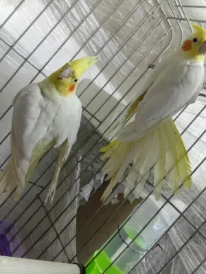 جوز كوكتيل لاتينو صحه ونظافه حجم جامبو وكفاله إنتاج مع قفص كاسكو كبير وكوخ للبيع