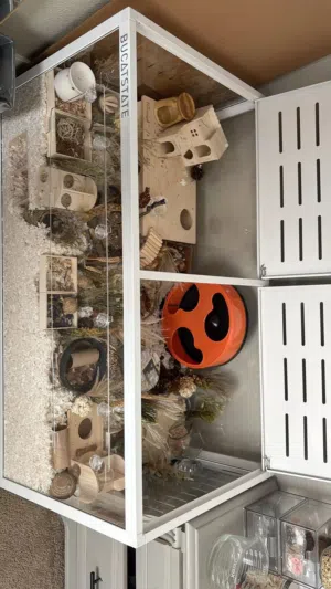 Costume made rodents habitat