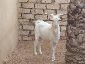 جدي  فرانساوي