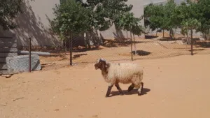 خروف وطني الله يبارك عمره ف7شهور سليم من العيوب والامراض