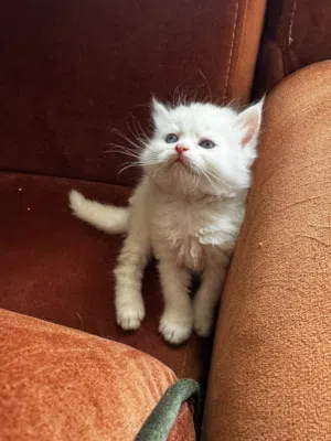 Beautiful Kittens