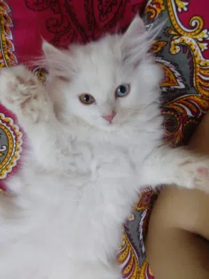Pure Persian cat for sale
