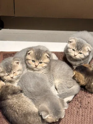 Scottish Fold Kittens  قطط سكوتش فولد