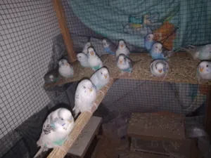 طيور حب حبشيات