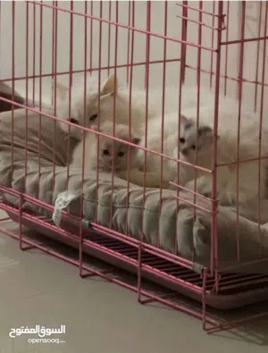 قفص للقطط او ل كلب صغير