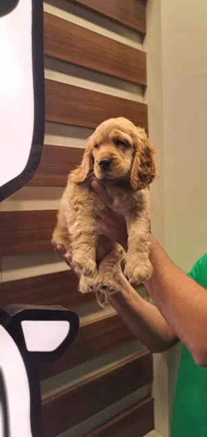 جراء جيرمن مستوردين