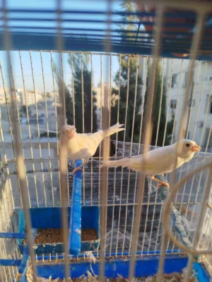 جوز كناري  ابيض