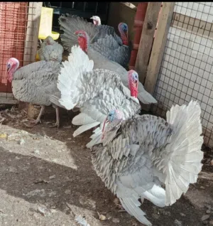 حبش المنيوم متاح طقم انثايتين وذكر