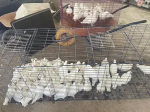 Pigeons0
