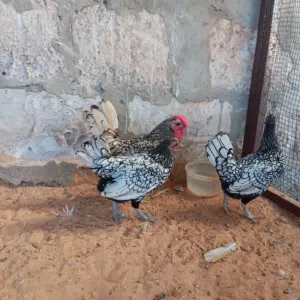 سبرايت أنيق