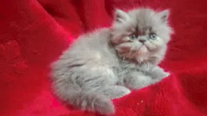 بنت رصاصي وولد بلاك حناوي زي القمر