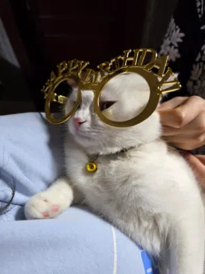 Cat for adoption