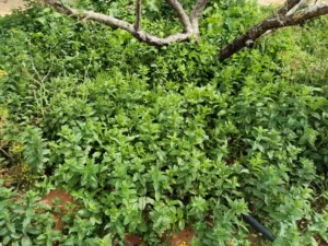 2 Bedrooms Farms for Sale in Tripoli Tajura