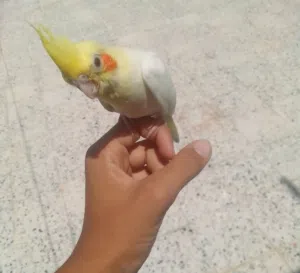 كوكيتل لاتينو عين حمرا مروض فل