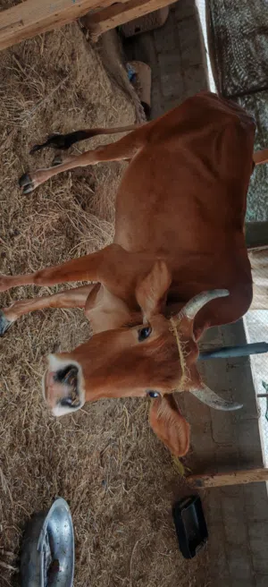 بقرة محلية للبيع