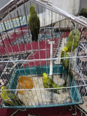 بالله نبي نعرف نوعهم معى العلم الام بلاك وينج والاب بلاك فيس دم هوقو صور في أول تعليق