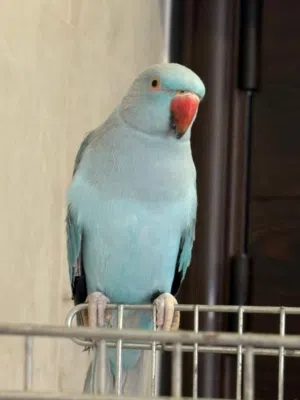 ببغاء درة ازرق نادر