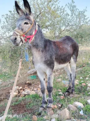 حمار للبيع