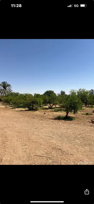 Trees - Plants0