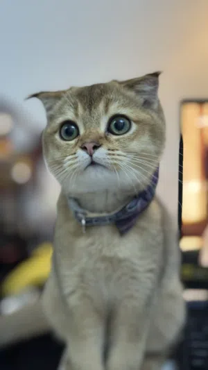 قط سكوتش فولد للتزاوج حار ولابق