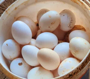 بيض دجاج بلدي مخصب للبيع
