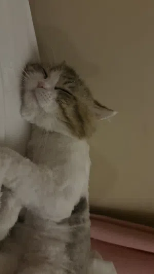 قط نص شيرازي نص راغدول للتبنيي