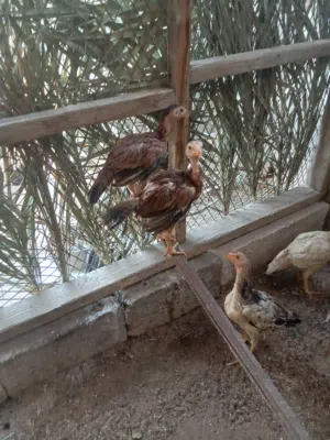 متاح دجاج للبيع اقره الوصف