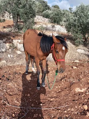 Horses2