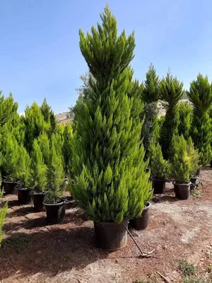 ‏أشجار - نباتات‏3