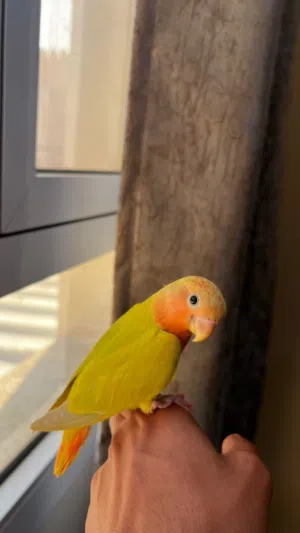ببغاء روز اليف هدد خارجي