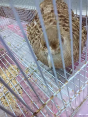 للبيع انواع مختلفة من الطيور موضح في الوصف أدناه :