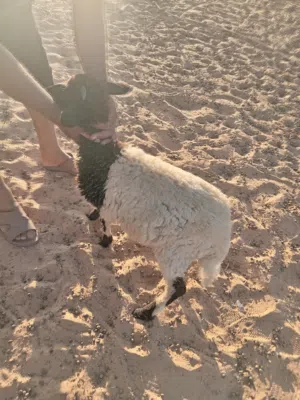 خروف للبيع عمره ف حدود 3شهور