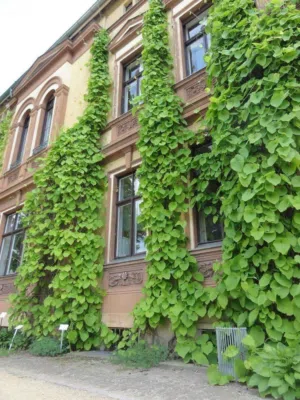 كنان مرتضى