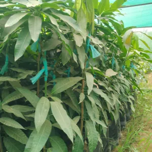 شتلات مانجو مطعمة فاخره انتاج مبكر وجودة عالية