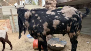 صخل نمري فول ذان 60 سم  كرن ملكي جرجر فحل شرط لكراع