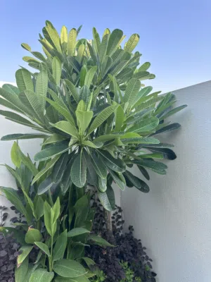 Frangipani tree almost 2 to 2.2 meters long