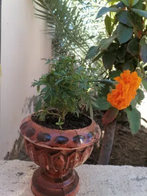 أصيص مع زهور طبيعية  وتتوفر صناعية