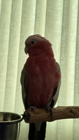 غالا هدد داخلي وأليف