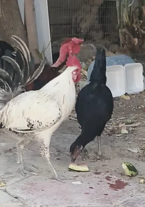 دجاج للبيع ابي الخصيب