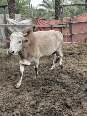 عجل عماني للبيع