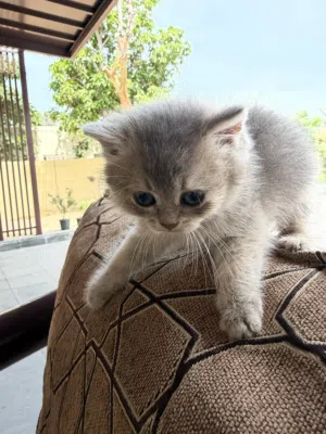 British kitten