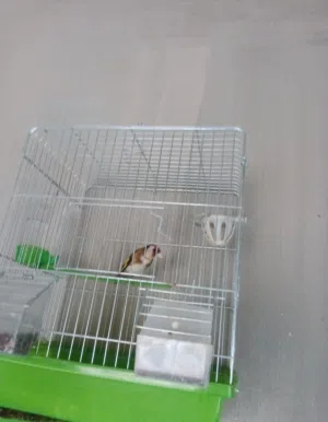 حسونه طيور
