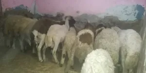 Sheep0