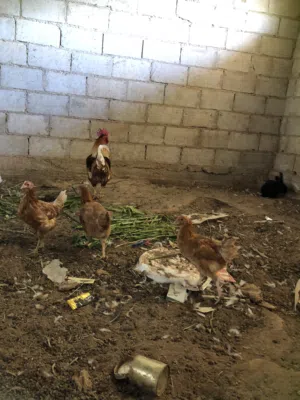 دجاج لوهمن 6 فرخات وديك عشر ايام ويبيض