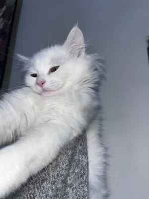 قطة شانشيلا مكس – عمر 3 أشهر