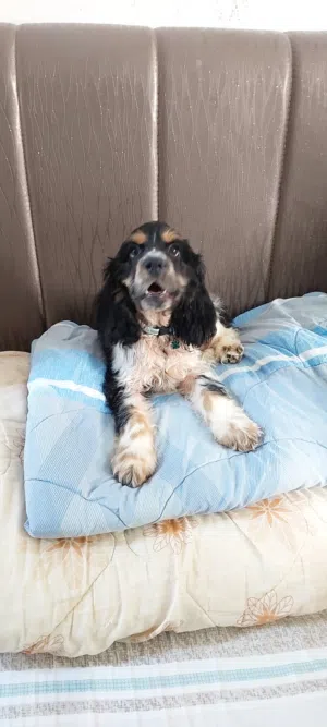 Spaniel Cocker