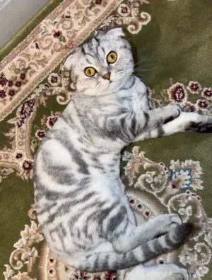 للبيع قطوه سكوتش فولد