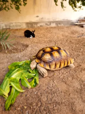‏سلاحف‏0